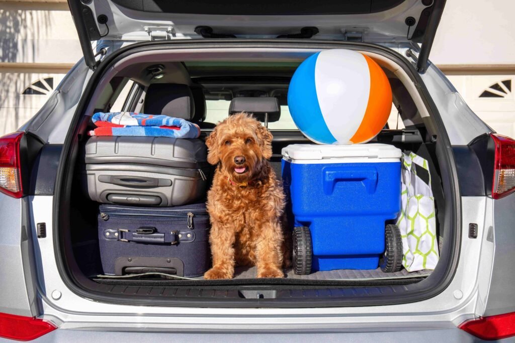 Porta malas de um carro aberto, com malas e um cachorro peludo cor de caramelo.